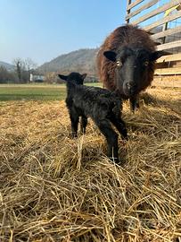 Agnelle di pecora d'Ouessant