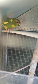 Kakariki