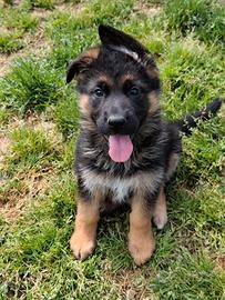 Pastore tedesco pedigree ENCI