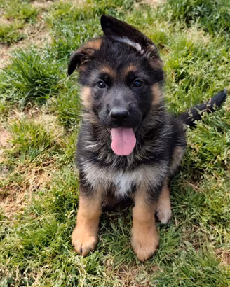 Pastore tedesco pedigree ENCI