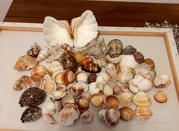 conchiglie assortite 