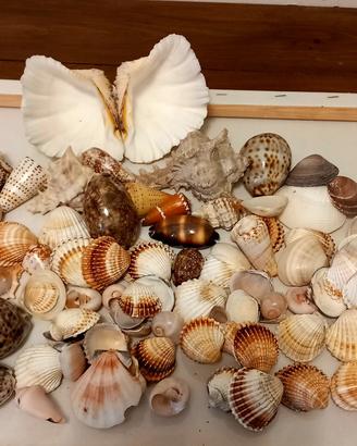 conchiglie assortite 