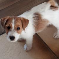 Jack Russell Terrier Broken/Ruvido Pedigree ENCI