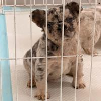 Bulldog francese