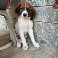 Cane maschio