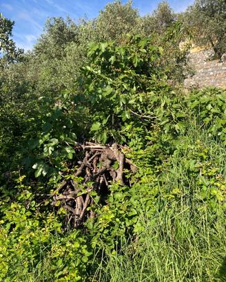 Legna da ardere