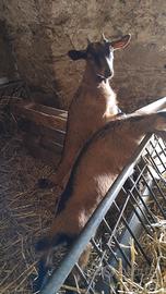 Capretti camosciata delle alpi