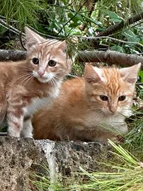 Gattini portafortuna in adozione