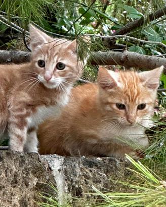 Gattini portafortuna in adozione