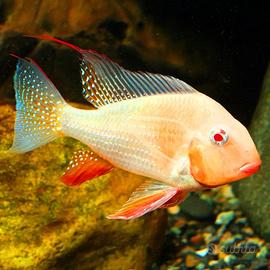 Ciclid ACARICHTHYS HECKELII