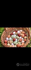 moroseta Padovane sebright araucana marans