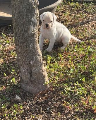 Cuccioli di boxer bianco