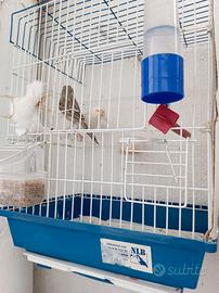 Canarini topazio mosaico