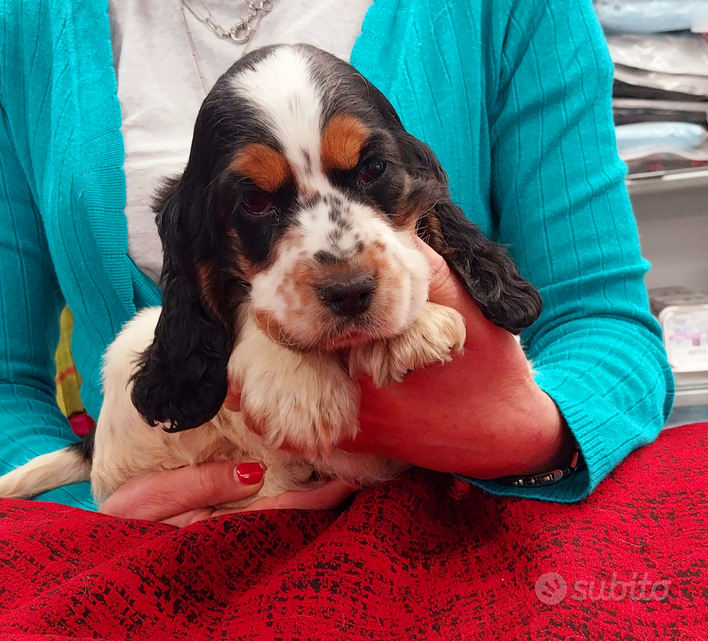 Cocker spaniel - Regalo e vendita animali 