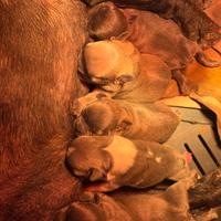 Bulldog Francese esotici
