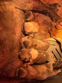 Bulldog Francese esotici