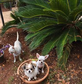 Cucciolo di chihuahua