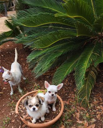 Cucciolo di chihuahua
