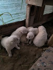 Cuccioli di maremmano