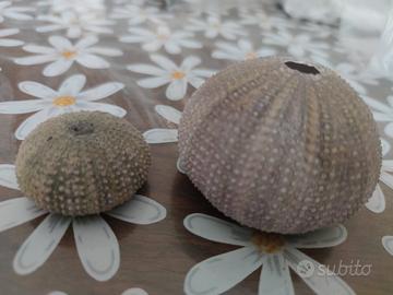 due ricci di mare 