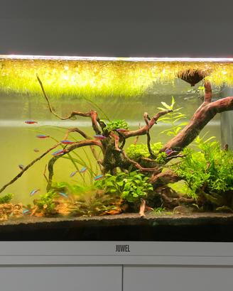 Acquario juwel rio 125