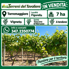 VIGNETO DI 7 HA – TORREMAGGIORE