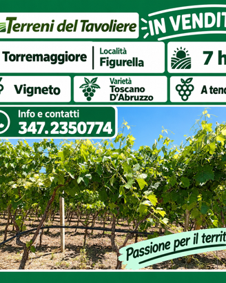VIGNETO DI 7 HA – TORREMAGGIORE