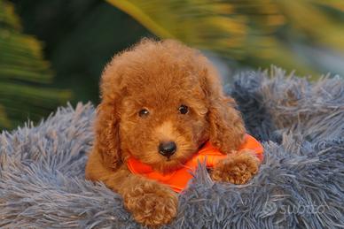 Cuccioli di barboncino Toy con pedigree