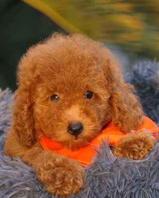 Cuccioli di barboncino Toy con pedigree