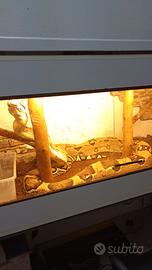 TERRARIO RETTILI solo ritiro