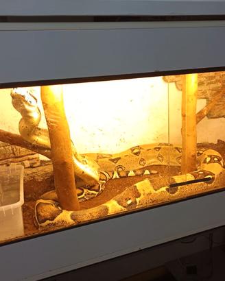 TERRARIO RETTILI solo ritiro