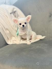 Chihuahua femmina