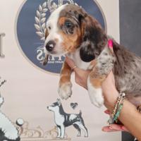 BASSOTTO KANINCHEN M e F