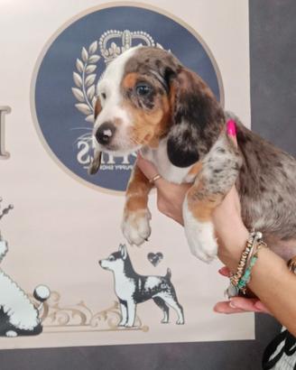 BASSOTTO KANINCHEN M e F