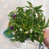 Piantine peperoncini viola