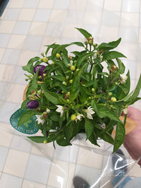 Piantine peperoncini viola