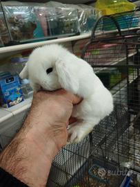 Coniglietti ariete minilop