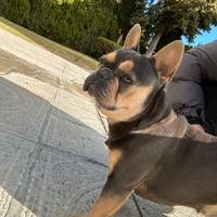 Bulldog francese