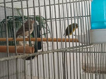 Canarino del Mozambico