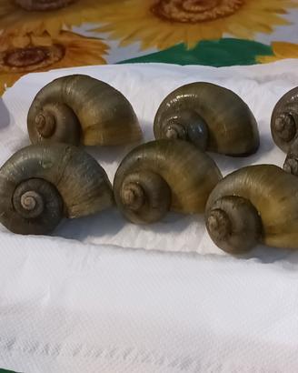 Ampullaria Giada