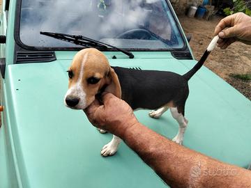 Cane da caccia bigol