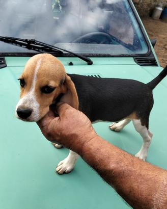 Cane da caccia bigol