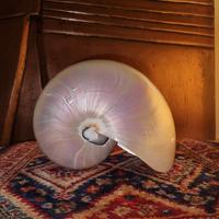 Conchiglia Nautilus Pompilius 