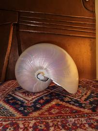 Conchiglia Nautilus Pompilius 