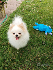 Sono uno stallone con i fiocchi