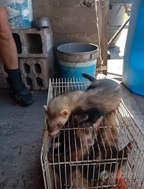 Furetti