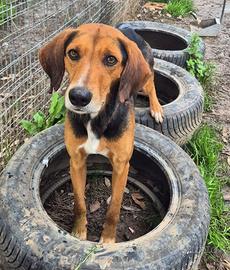 Segugio mix foxhound taglia media in adozione