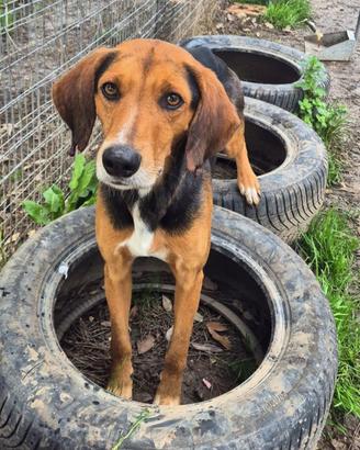 Segugio mix foxhound taglia media in adozione