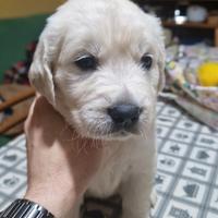 Cuccioli di golden retriever