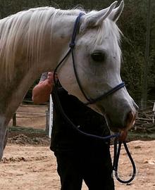 Stallone purosangue arabo 10 anni Piemonte